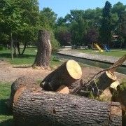 GRAĐANI OGORČENI Otpilano još jedno stablo, polako nestaje i park Vruljica