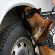 Policijski pas najušio drogu na odmorištu Nadin