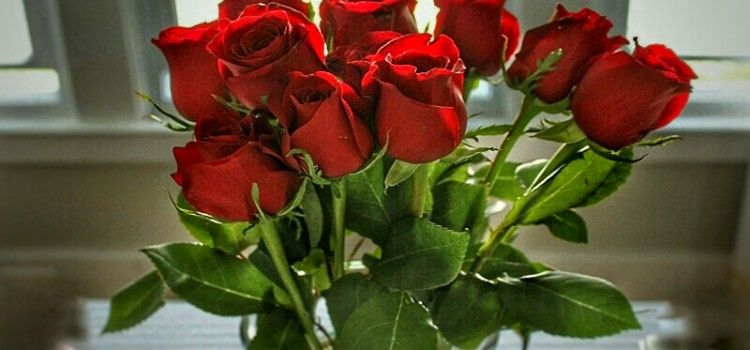 ZADRANI “OKUPIRALI” U CVJEĆARNICE Kupuju ruže za Valentinovo!