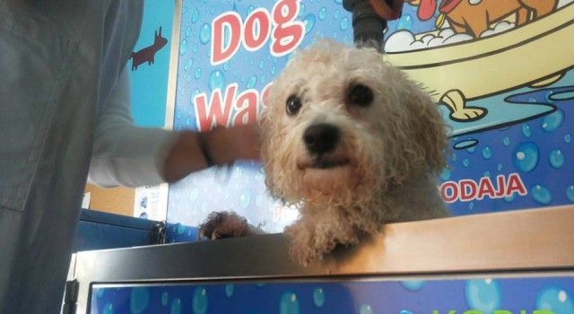 NOVO U ZADRU: Otvorena prva automatska samoposlužna praonica za pse