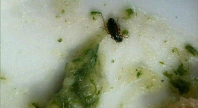 UŽAS Ručajući u zadarskoj menzi, studentica u hrani pronašla žohara!