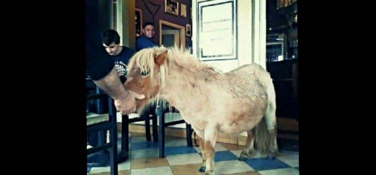 NA KAVI U zadarskom kafiću goste iznenadio konj