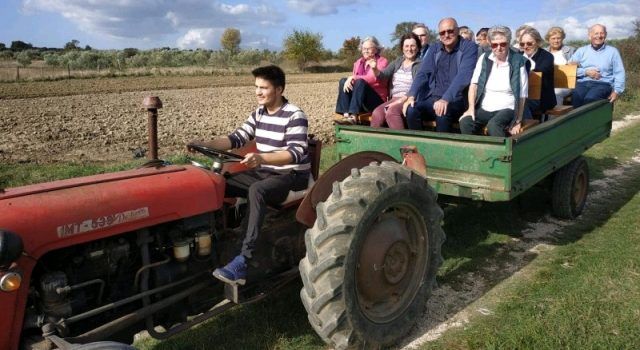 Turisti plaćaju 100 eura da bi brali masline u Briševu i vozili se u traktoru!