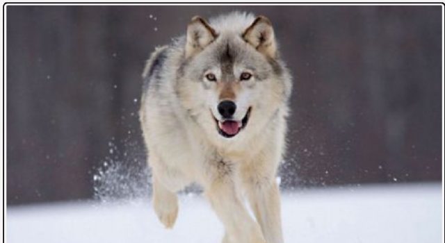 OSTAVIO OTROVANO MESO 52-godišnjak kod Gračaca otrovao vuka, lisicu, orla…