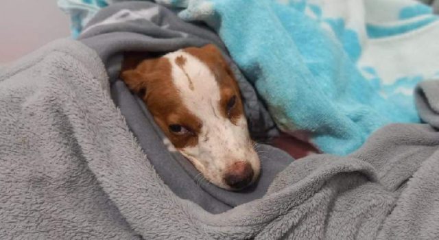 LOŠA VIJEST IZ AZILA Uginulo štene koje je vlasnik pretukao do smrti
