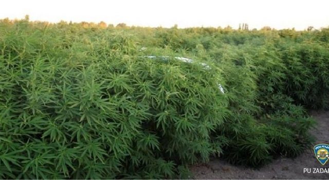 Zadarska policija otkrila do sada najveću plantažu marihuane na području županije