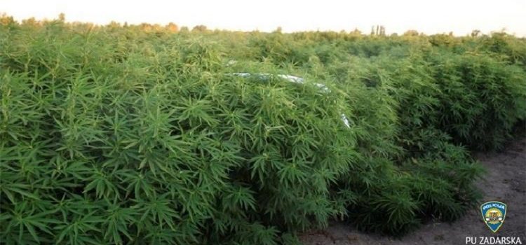 Zadarska policija otkrila do sada najveću plantažu marihuane na području županije