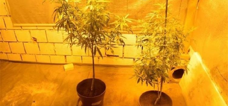Policija zaplijenila stabljike marihuane i pribor za proizvodnju droge