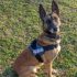 Policijski pas Lili pronašao drogu u BMW-u zaustavljenom u Posedarju