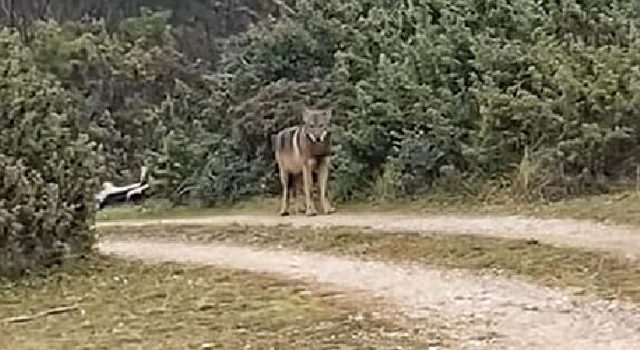 VIDEO Nakon Škabrnje, vuk viđen i na području Bibinja