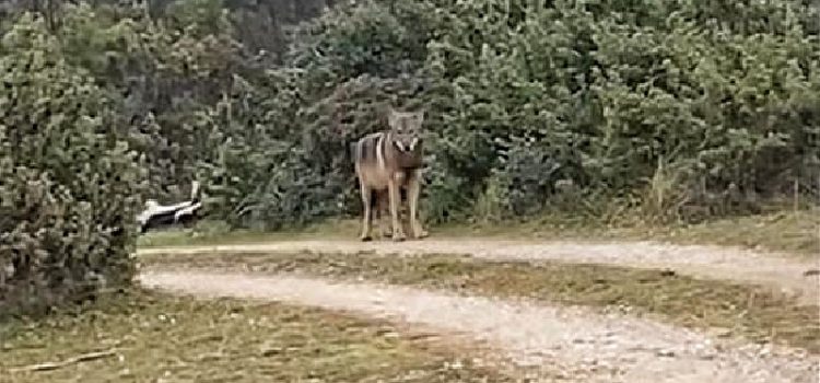 VIDEO Nakon Škabrnje, vuk viđen i na području Bibinja