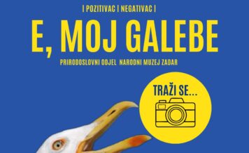 Fotografski natječaj E, moj galebe! – Narodni muzej Zadar poziva na sudjelovanje